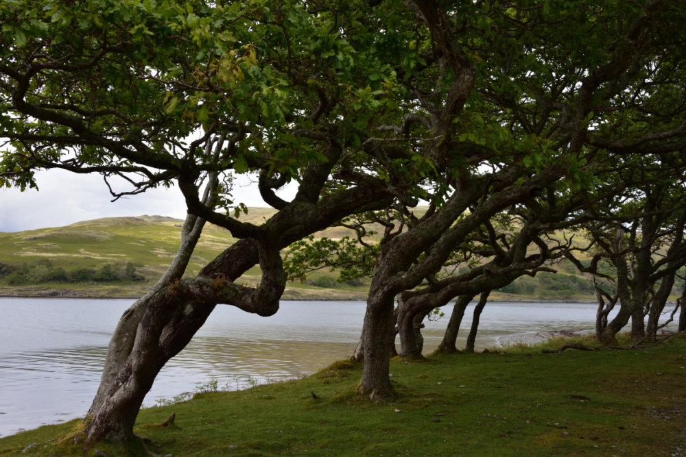 mull tourist information office