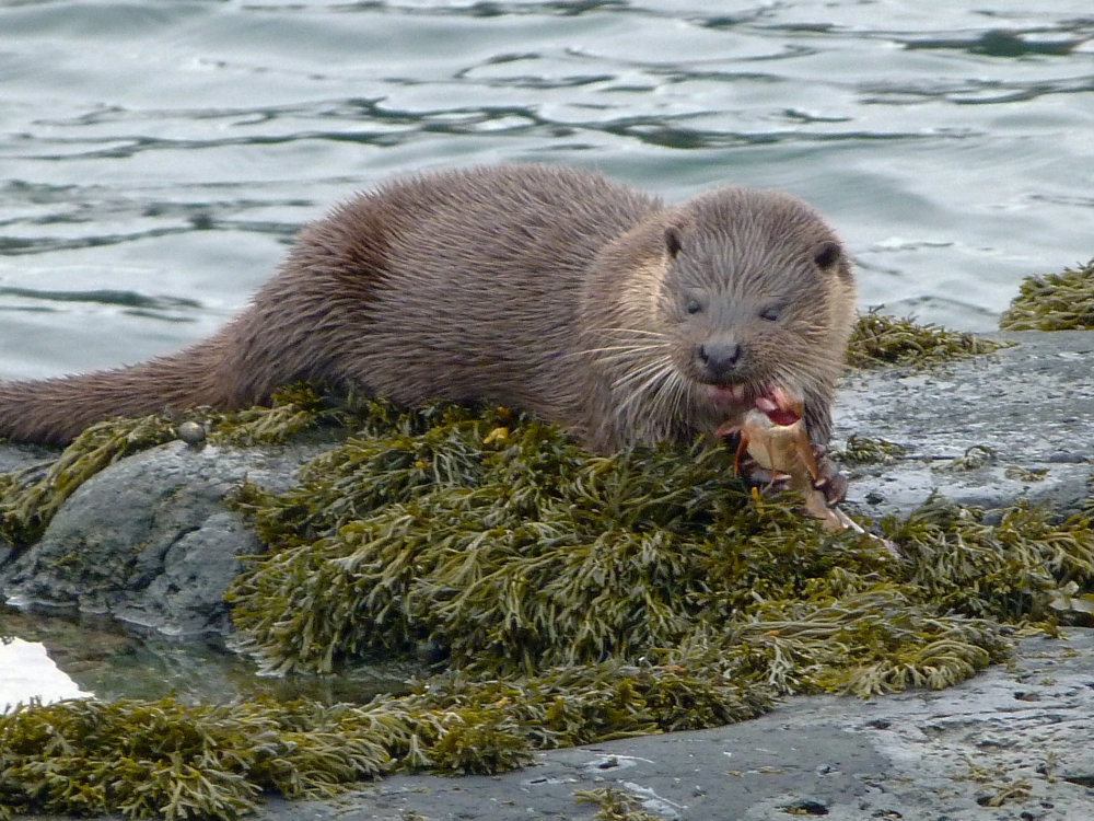 Mull Magic Wildlife Walks