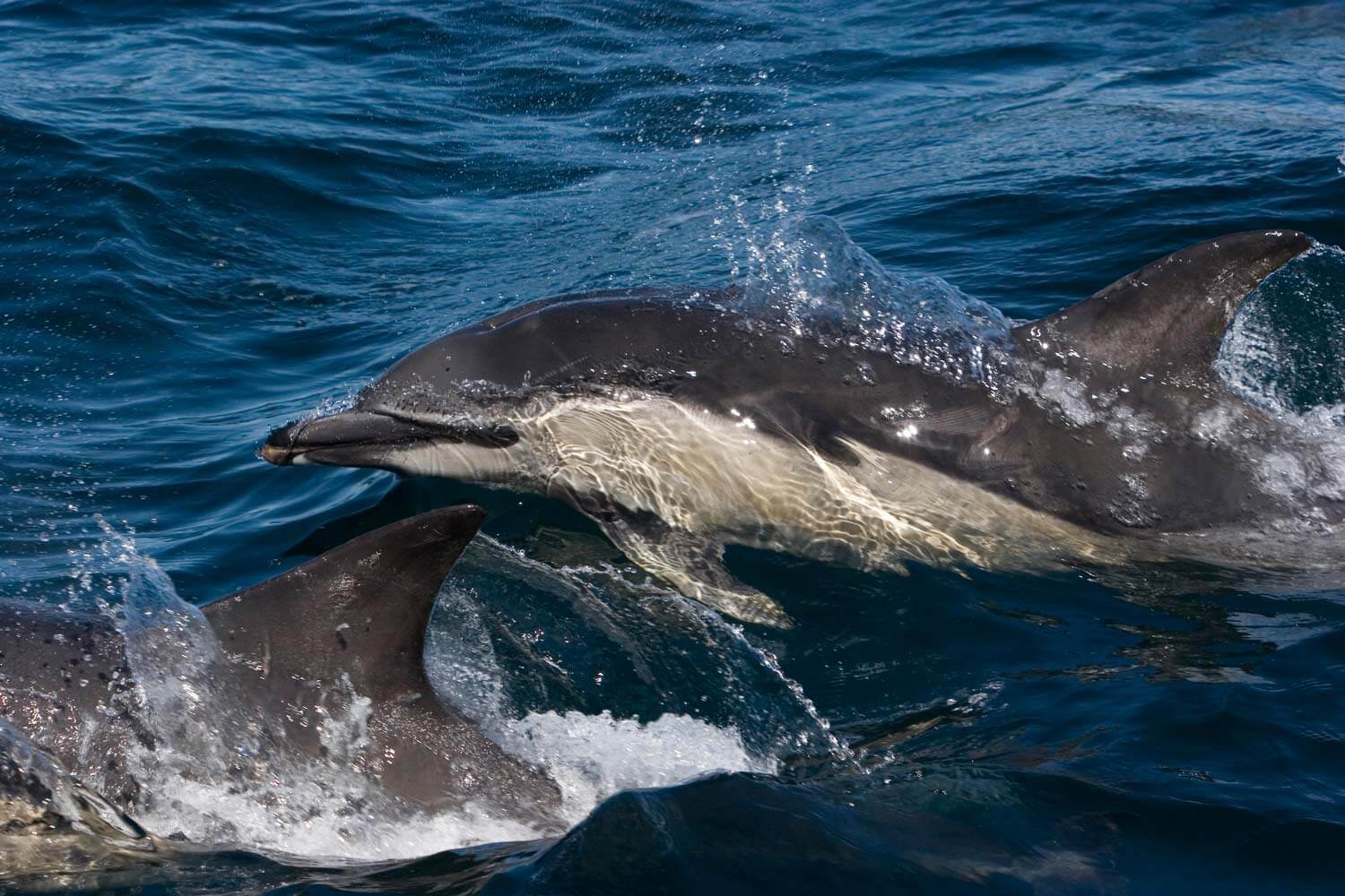 Discover Whales and Dolphins | Visit Mull & Iona