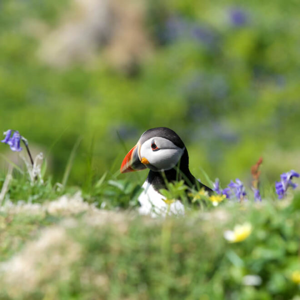 Supper with the Puffins