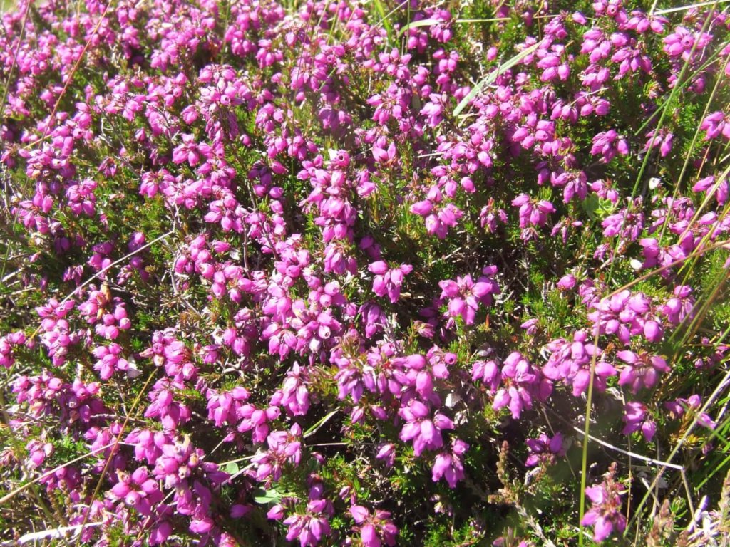 Bell Heather Wildflower