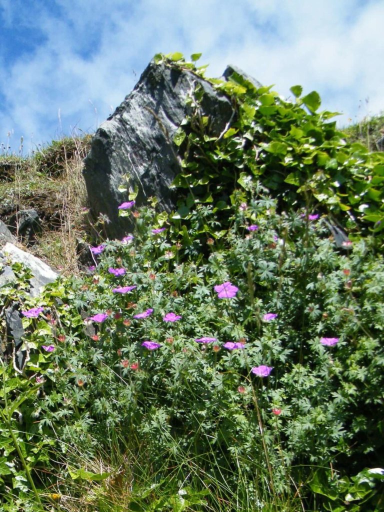 Bloody Cranesbill Wildflower