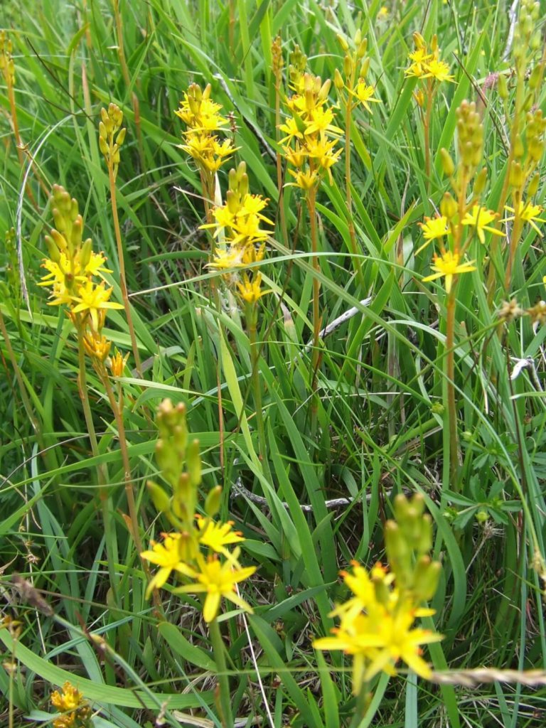 Bog Asphodel Wildflower