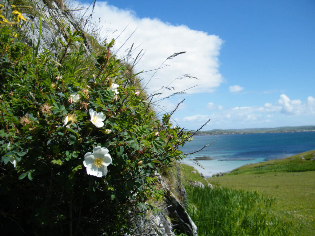 Burnet Rose Wildflower