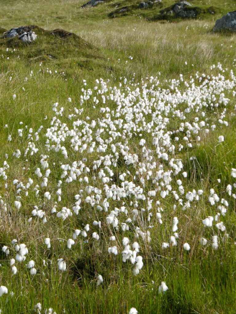 Cotton Grass Wildflower