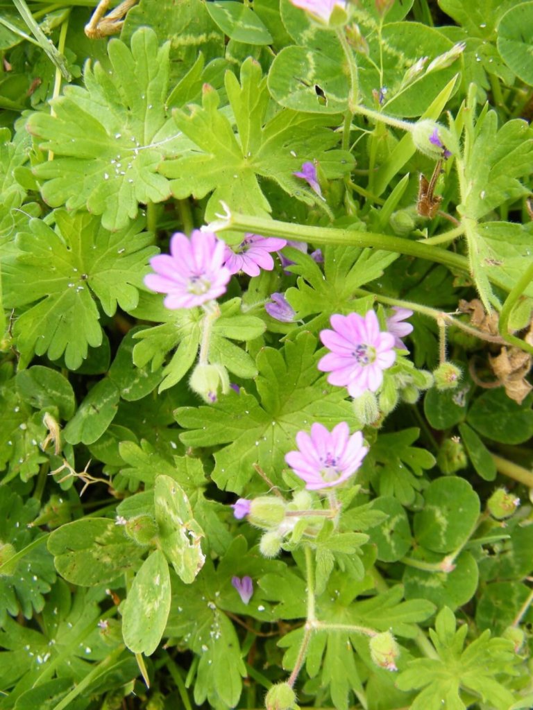 Doves Foot Cranesbill Wildflower