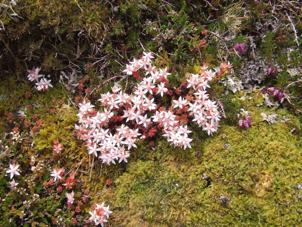 English Stonecrop Wildflower