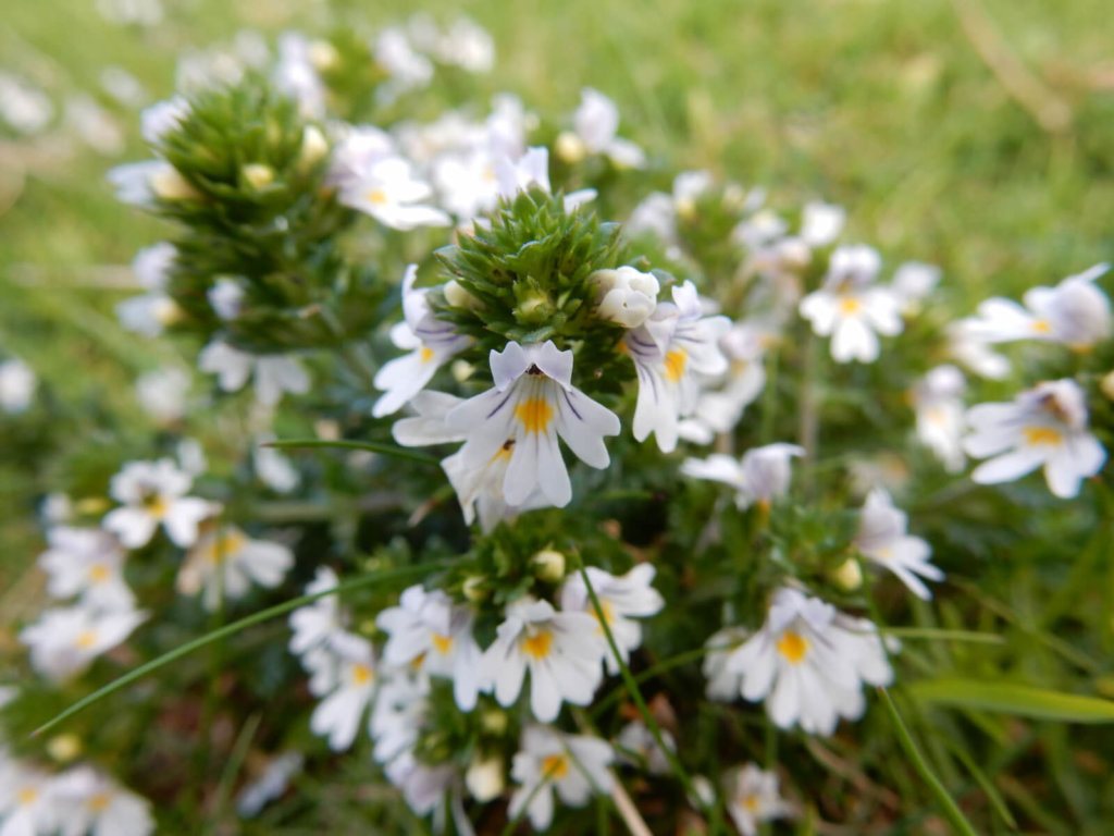 Eyebright Wildflower