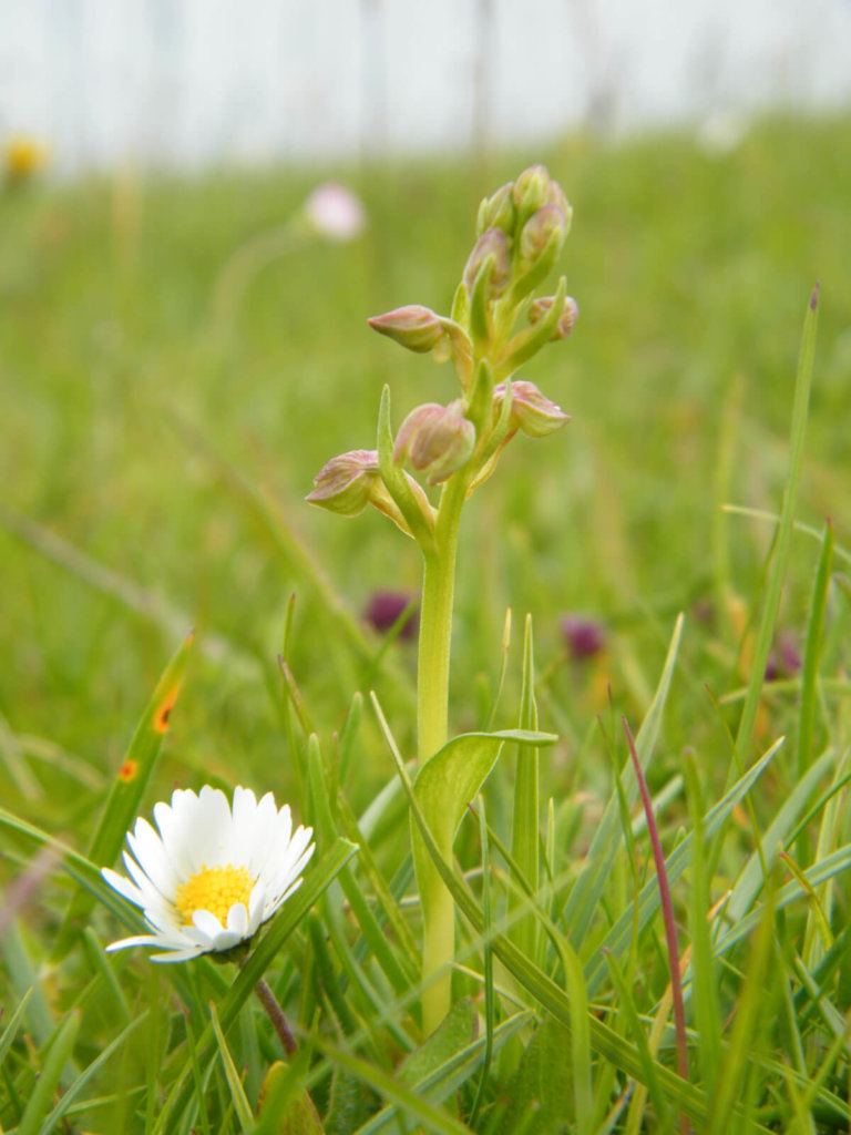 Frog Orchid with Daisy Wildflower