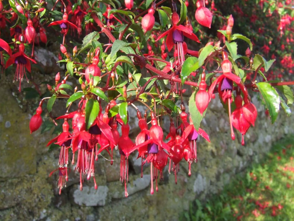 Fuschia Wildflower