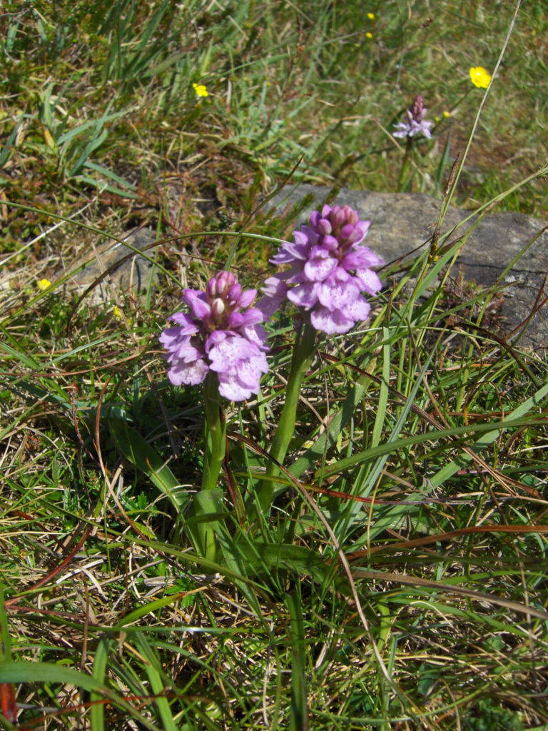 Heath Spotted Orchid Wildflower