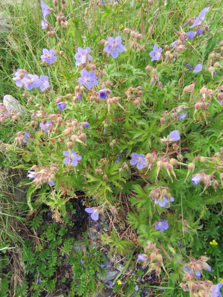 Meadow Cranesbill Wildflower