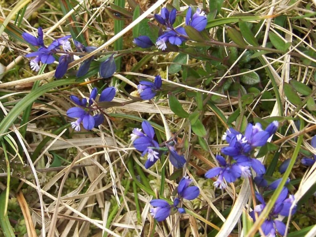 Milkwort Wildflower