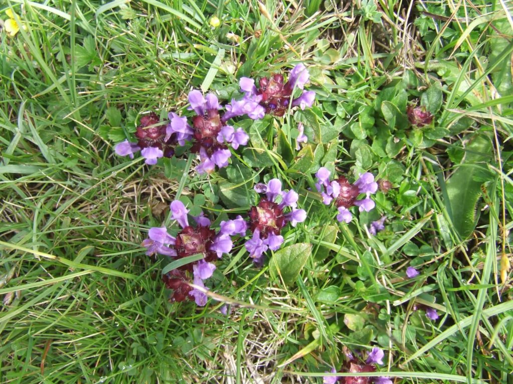Self Heal Wildflower
