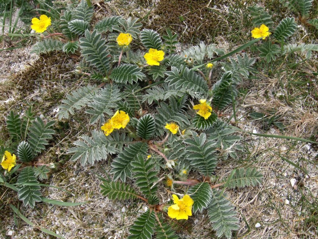 Silverweed Wildflower