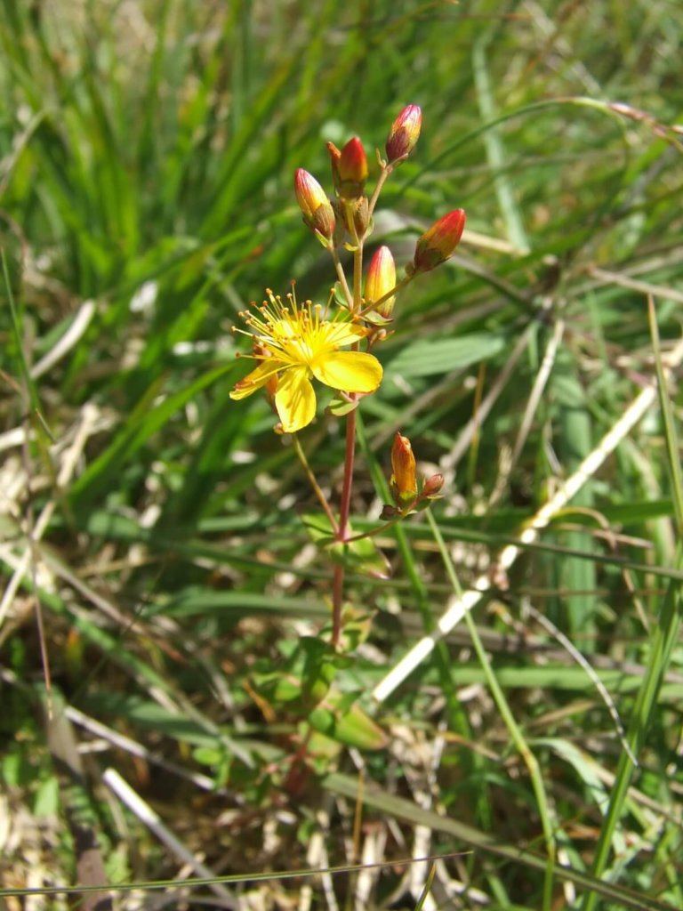 Slender St.John`s Wort Wildflower