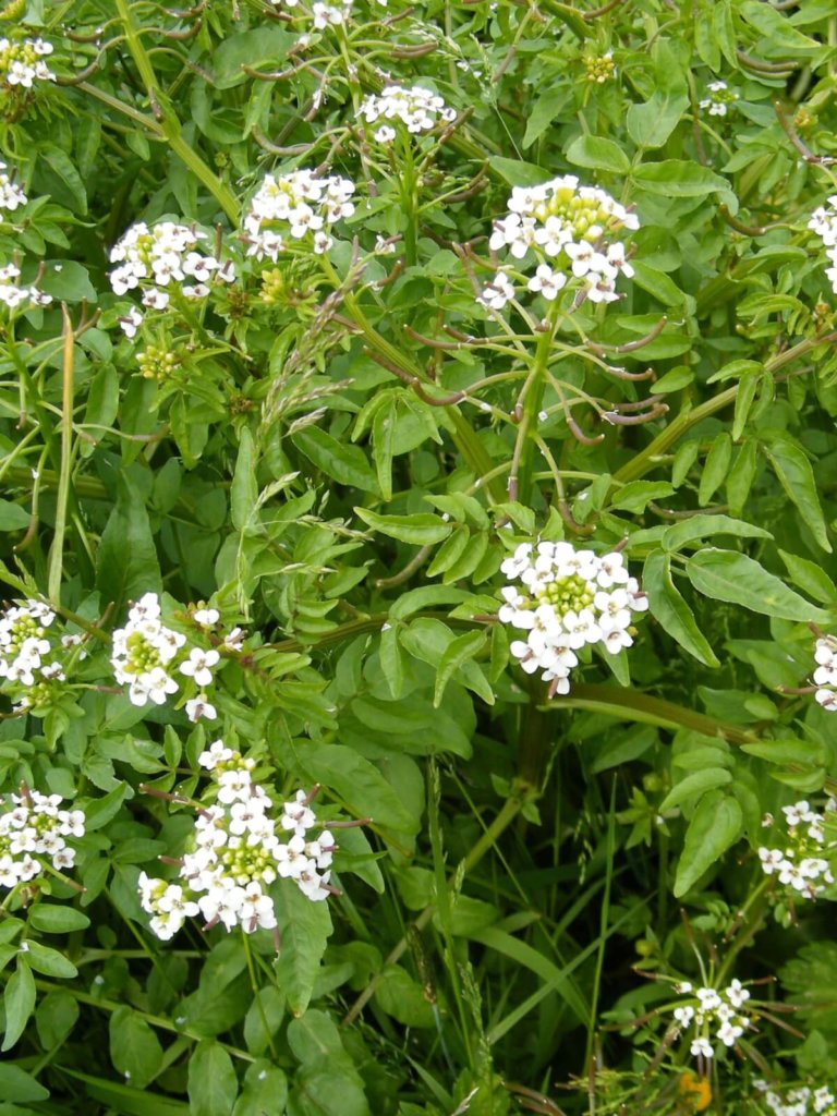 Watercress Wildflower