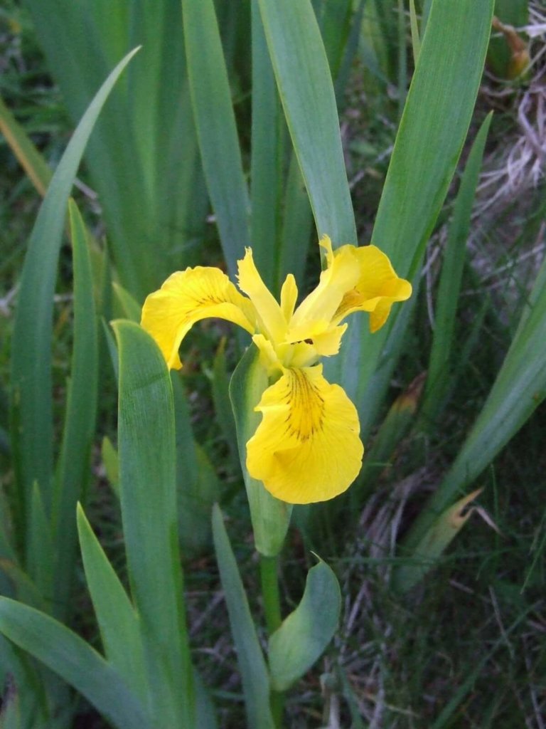 Yellow Flag Iris Wildflower