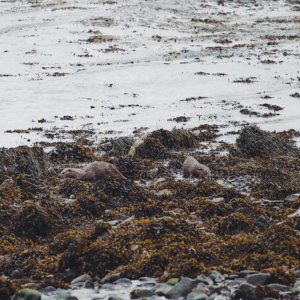 Otters on the Isle of Mull
