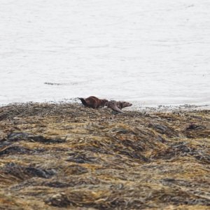 Otters on the Isle of Mull
