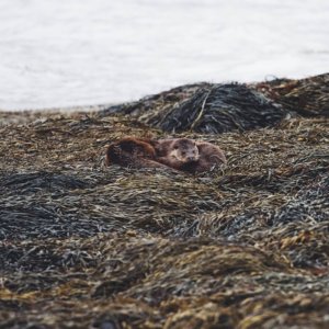 Otters on the Isle of Mull