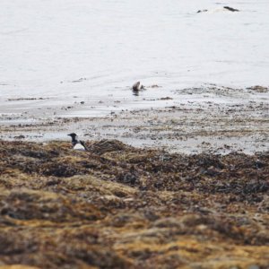 Otters on the Isle of Mull