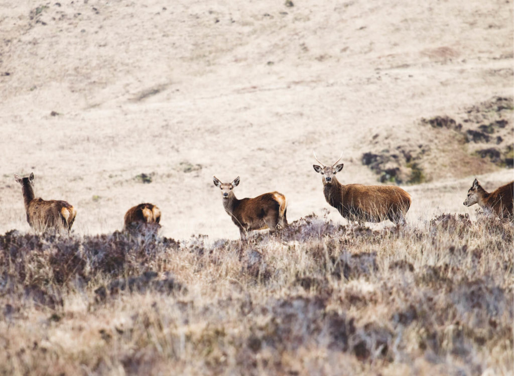 Deer on the Isle of Mull