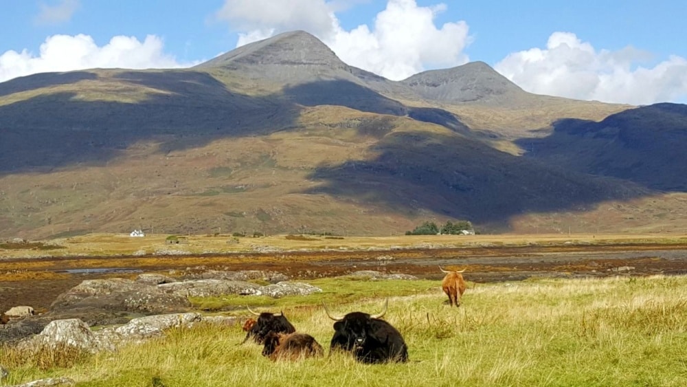 wild mull tours from Pennyghael