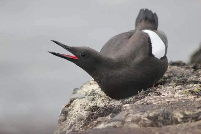 Black Guillemot 

#wildlife #wildlifephotography #animals #discoverwildlife #ig_naturelovers #wildlifeseekers #nature #naturephotography #naturelovers #naturegram #natureshots #wildlifephotography #ukwildlifeimages #eagle #explore_wildlife #springwatch #rspb_love_nature #BBCWildlifePOTD #wildlife_perfection bbcspringwatch bbcearth bbcwildlifemagazine natgeo natgeowild #scotland #ig_europa #igdaily #birdfreaks #birds #birdsofinstagram #bird_brilliance #birdstagram #bird #birding #birds #bbcspringwatch #ornithology